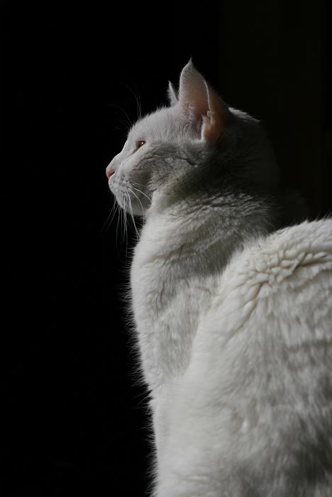 boule de neige