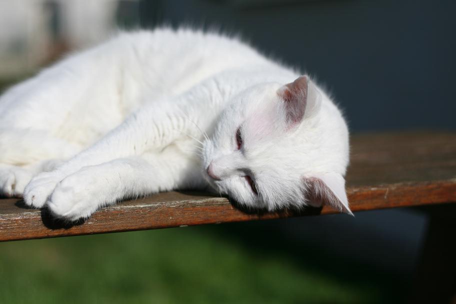 dure vie de chat