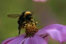 Bourdon butinant une fleur de Cosmos