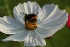 Bourdon butinant une fleur de Cosmos