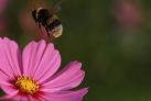 Bourdon au d�collage sur une fleur de Cosmos