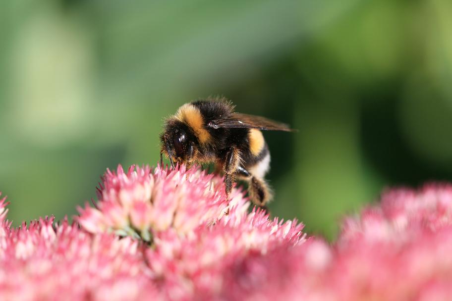 sedum