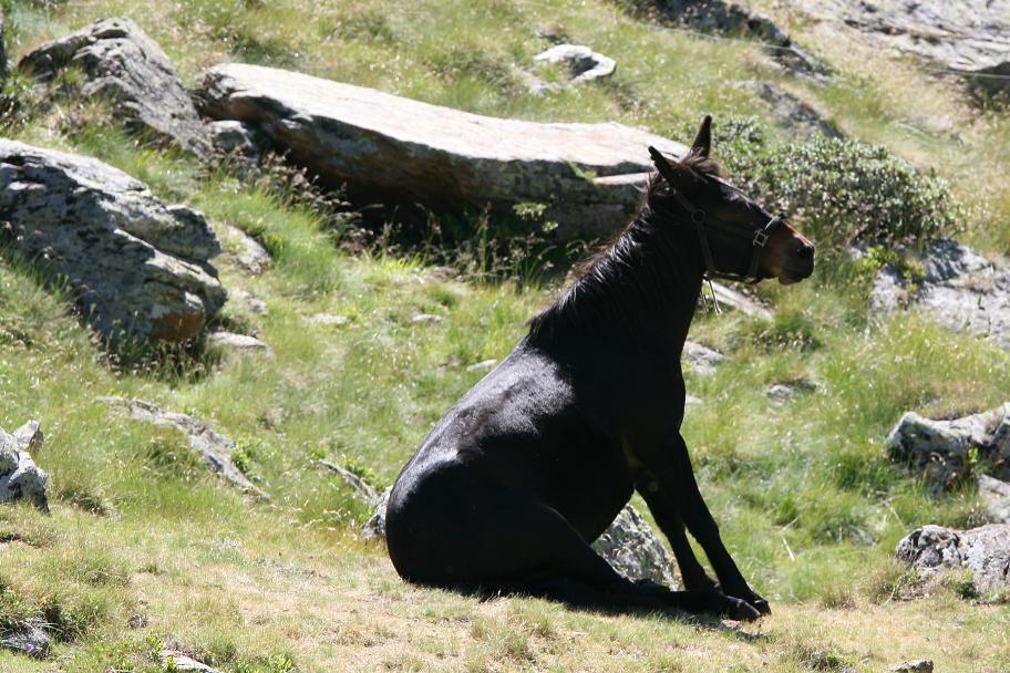 tete de mule