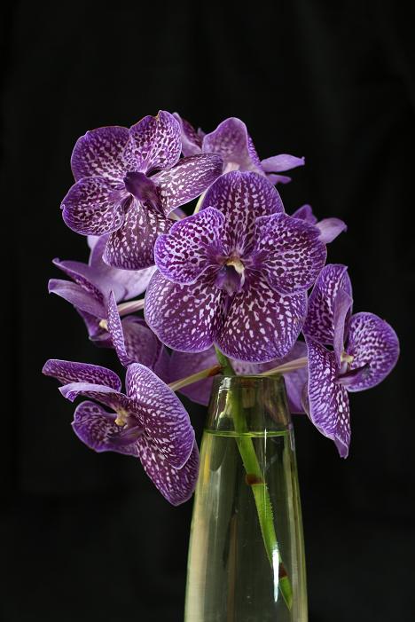 vanda-468x701