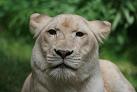 Belle lionne
