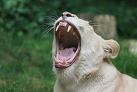 Baillement de lionne