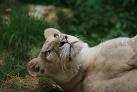 les beaux yeux de la lionne