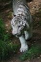 magnifique tigre blanc