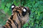les couleurs du tigre