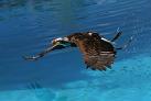 aigle p�cheur d'am�rique