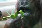Orang Outan