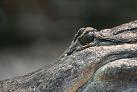 Alligator