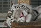 il en bave, le tigre !
